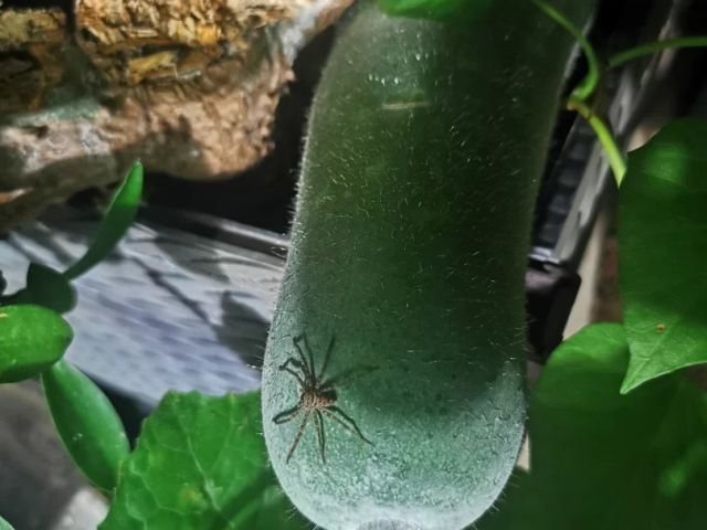 種瓜得瓜種豆得豆，種魚(yú)冇得?
